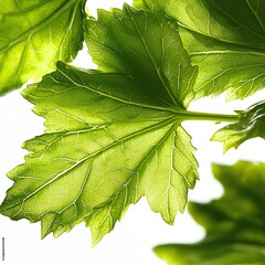 Fresh mizuna leaves vibrant green mild-flavored herb close-up white background culinary ingredient organic glossy texture botanical detail studio lighting high resolution stock photography
