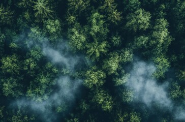 Aerial view of dense rainforest canopy with morning mist,