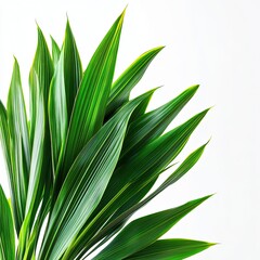 Obraz premium Fresh pandanus leaves vibrant green tropical plant close-up white background fragrant ingredient organic glossy texture botanical detail studio lighting high resolution stock photography