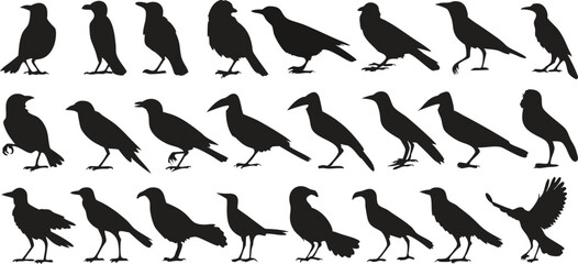 Fototapeta premium Collection of Crow and Raven Silhouettes, Flying and Perching, Vector Illustration