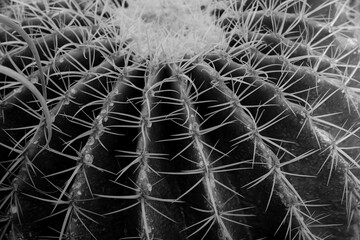 Cactus nature texture background. black white. Cactus spines close up