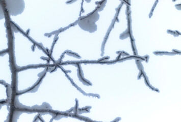 Looking up at snowy branches against sky