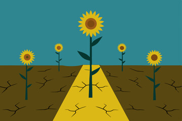 sunflower field with sunflowers