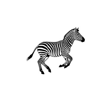 Running zebra icon silhouette in black