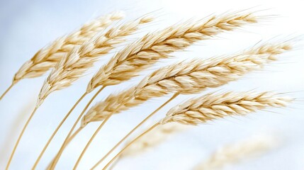 Close-Up of Golden Wheat Stalks Against a Soft Blue Background
