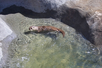Otter in the water at Alaska zoo