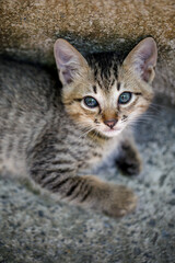 Portrait of a gray striped kitten, he lies and looks at the camera