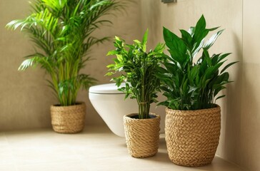 Obraz premium Bright and calm bathroom interior, houseplants in woven