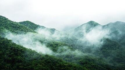 Hidden rainforest clearing with mist rolling over the green mountains, on white background