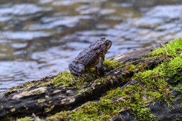 An American Toad at Fort Mountain State Park, near Chatsworth, Georgia.