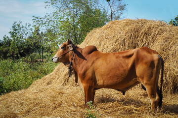 Brown cow eating straw in farm with blue sky