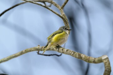 A Blue Headed Vireo at Fort Mountain State Park, near Chatsworth, Georgia.