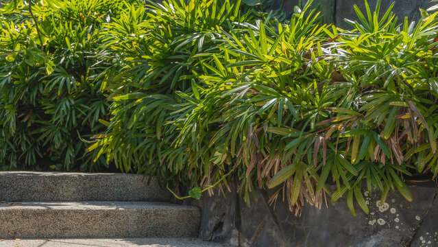 Low-growing decorative bamboo palms Rhapis excelsa grow along the stone staircase. Dense thickets of plants with fan-shaped green leaves are illuminated by sunlight. Philippines.