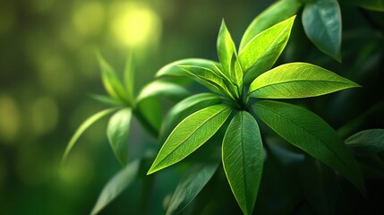 Fototapeta premium Vibrant green leaves in sunlight