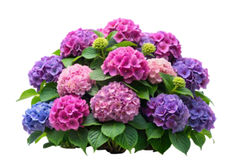 hydrangea bush flower clipart image on transparent background