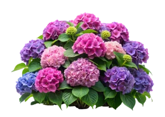 Selbstklebende Fototapeten hydrangea bush flower clipart image on transparent background © NexGen Stock