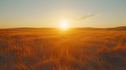 Obraz premium Golden hour sunset over a vast, undulating field of tall grass, bathed in warm, golden light. The sun sets on the horizon creating a stunning landscape.