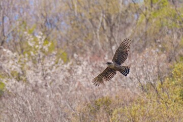 満開の山桜をバックに悠然と飛ぶクマタカ 成鳥