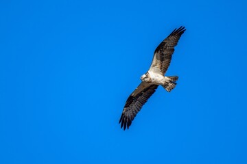 青空バックに獲物を探しながら悠然と飛ぶミサゴ成鳥