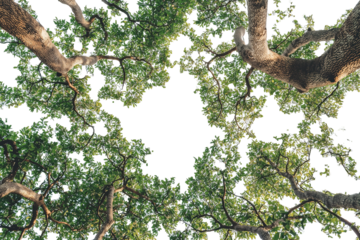 Looking up, big tree, transparent background