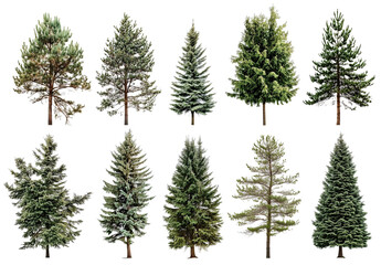 Obraz premium set of fir trees