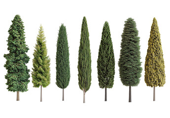 green pine cones