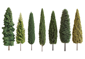 green pine cones