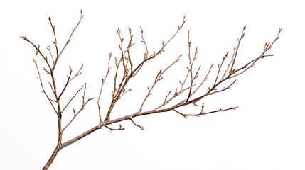 Fototapeta premium Young sapling with bare thin branches on white background.