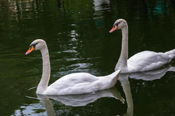 Two Graceful white Swans swimming in the lake, swans in the wild