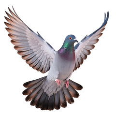 Pigeon 