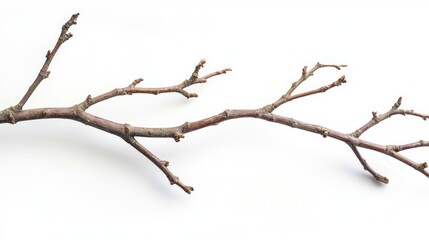 Fototapeta premium A gracefully curved dry willow branch with intricate twigs, macro shot on white