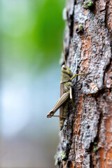 Insect Camouflaged as Bark on Tree Trunk in Forest