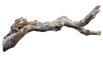 Fototapeta premium A rough and weathered willow branch with deep bark fissures, isolated on white