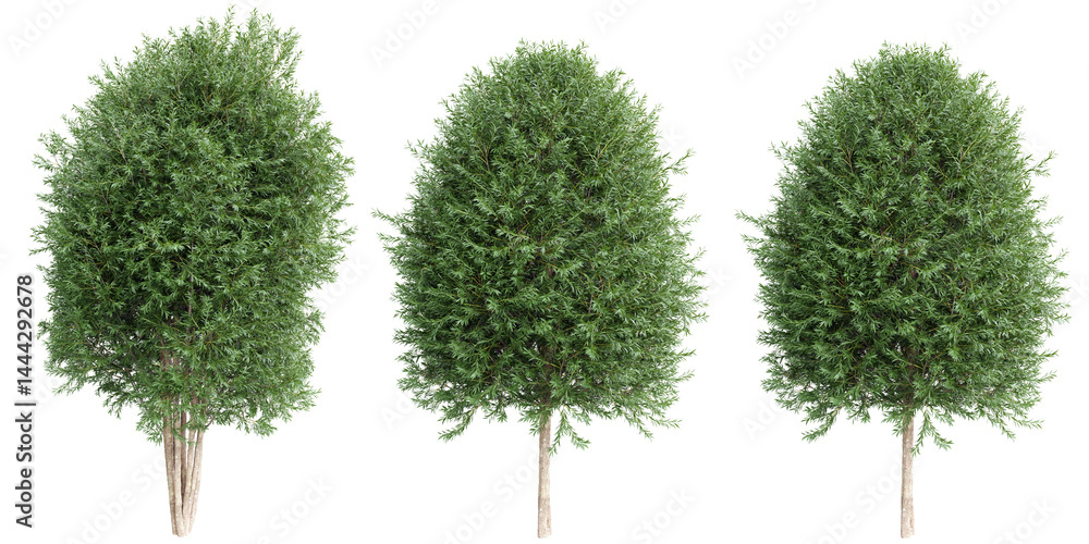 Aufkleber salix alba tree on transparent background.3d rendering