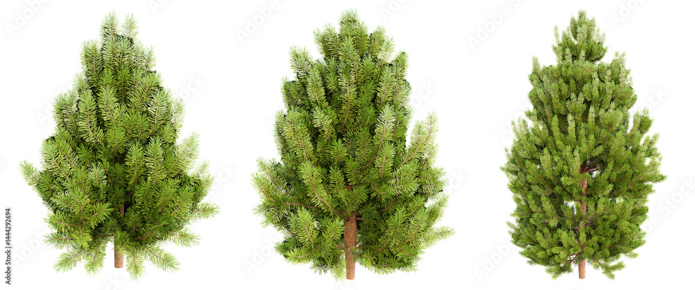 Poster pinus tree on transparent background.3d rendering