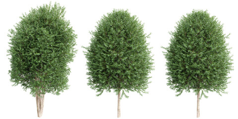 Salix alba tree on transparent background.3d rendering