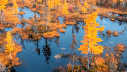 Aerial view of vibrant autumnal larch trees reflected in a tranquil blue swamp. Golden foliage contrasts with the dark water, creating a stunning natural scene.