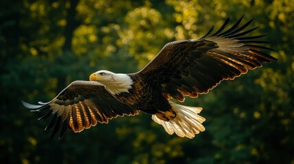 Fototapeta premium Majestic Bald Eagle in Flight, Soaring Through a Lush Forest