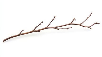 Obraz premium An ultra-thin dry willow twig with a graceful curve, isolated on a white background