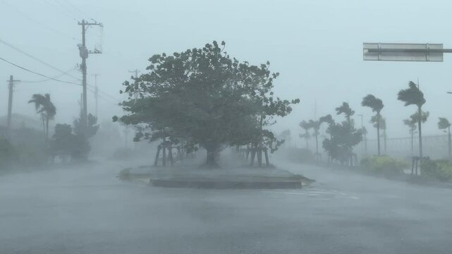 Thrashing Palm Trees And Powerful Winds In Eyewall Of Hurricane - Khanun