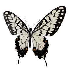 Fototapeta premium Elegant black and white butterfly with detailed wings and vibrant patterns showcasing insect beauty and nature's delicate creatures isolated on a white background