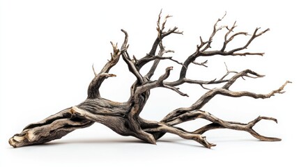 Bare tree with hollow trunk and sparse limbs on white background.