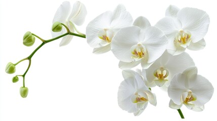 Blooming white orchids with green stems on white background.