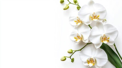 Obraz premium Blooming white orchids with green stems on white background.