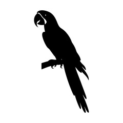 Fototapeta premium Silhouette of a parrot macaw sitting on a branch in side profile with detailed feathers