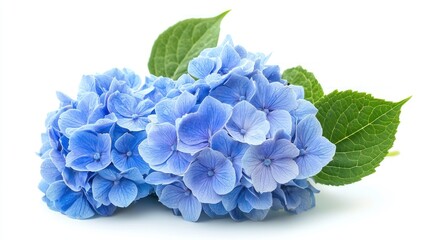 Cluster of blue hydrangea blossoms on white background.