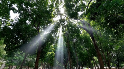 Fototapeta premium Sunlight beams through lush green trees.
