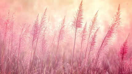 Fototapeta premium Pastel pink grass field bathed in ethereal, golden light.
