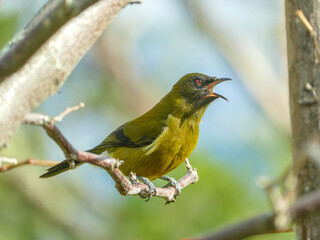 Bellbird, korimako perched on branch profile view with beak open new zealand.