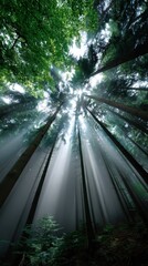 Sunlight streaming through dense forest canopy.